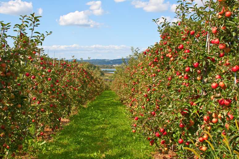 NAICS Code 111331 - Apple Orchards