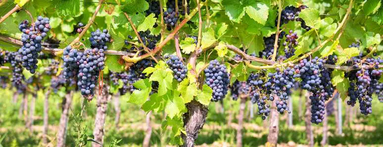 NAICS Code 111332 - Grape Vineyards