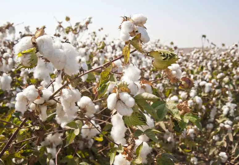 NAICS Code 111920 - Cotton Farming