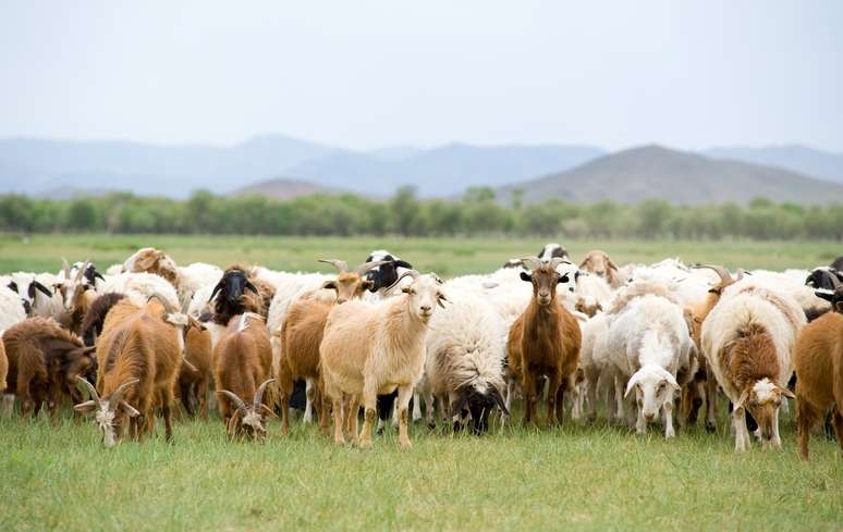 NAICS Code 112420 - Goat Farming