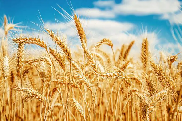SIC Code 0111 - Wheat