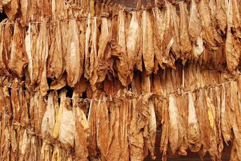 SIC Code 2141 - Tobacco Stemming and Redrying